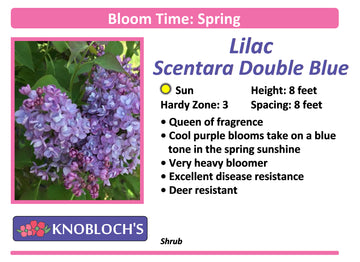 Lilac - Scentara Double Blue