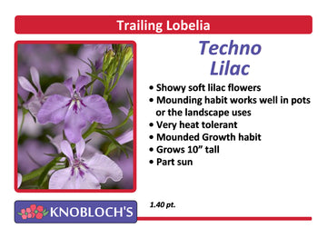 Lobelia - Techno Lilac