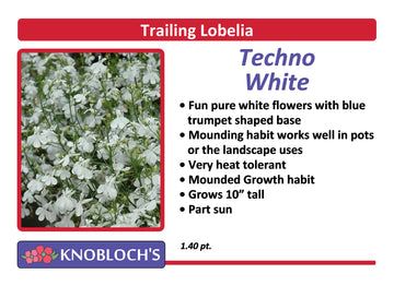 Lobelia - Techno White