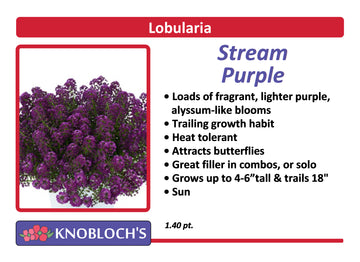 Lobularia - Stream Purple