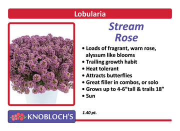 Lobularia - Stream Rose