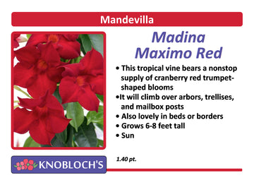 Mandevilla - Madina Maximo Red (smaller pot)