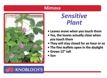 Sensitive Plant - Mimosa Sensitive Plant