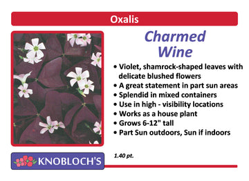 Oxalis - Charmed Wine