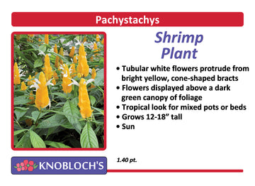 Pachystachys - Shrimp Plant