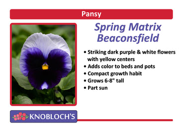 Pansy - Spring Matrix Beaconsfield