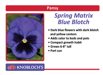 Pansy - Spring Matrix Blue Blotch