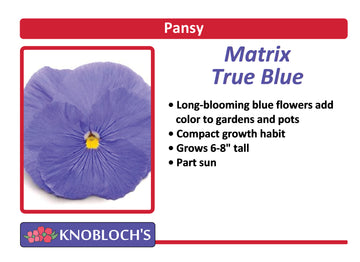 Pansy - Matrix True Blue