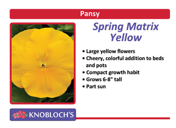 Pansy - Spring Matrix Yellow