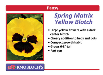 Pansy - Spring Matrix Yellow Blotch