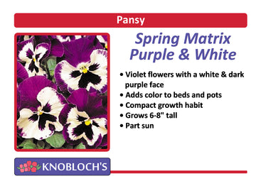 Pansy - Spring Matrix Purple & White