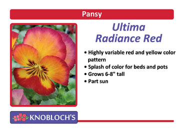 Pansy - Ultima Radiance Red