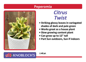 Peperomia - Citrus Twist