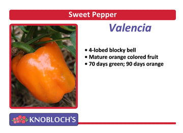 Pepper - Valencia