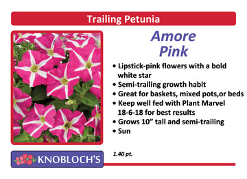 Petunia - Trailing Amore Pink
