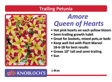 Petunia - Trailing Amore Queen of Hearts