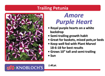 Petunia - Trailing Amore Purple Heart
