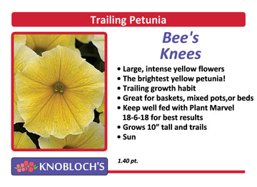 Petunia - Trailing Bee's Knees