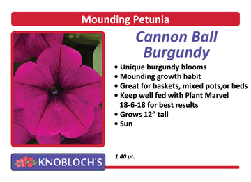 Petunia - Mounding Cannon Ball Burgundy