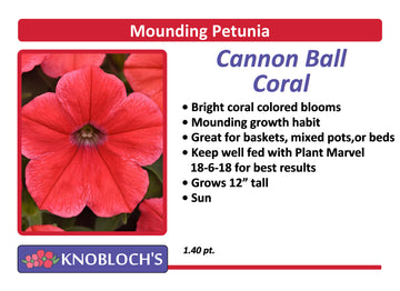 Petunia - Mounding Cannon Ball Coral