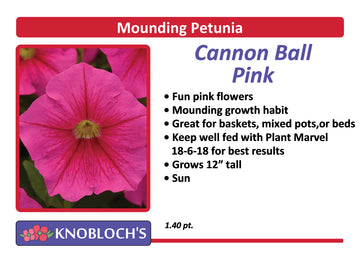 Petunia - Mounding Cannon Ball Pink