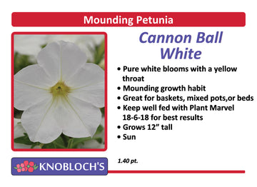 Petunia - Mounding Cannon Ball White