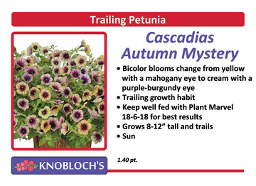 Petunia - Trailing Cascadias Autumn Mystery