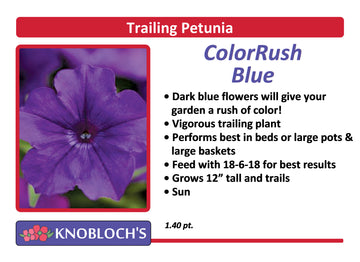 Petunia - Trailing Color Rush Blue