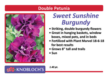 Petunia - Trailing Double Sweet Sunshine Burgundy