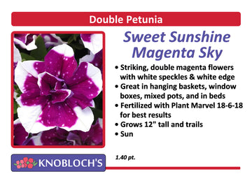Petunia - Trailing Double Sweet Sunshine Magenta Sky