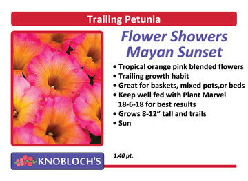 Petunia - Trailing Flower Showers Mayan Sunset