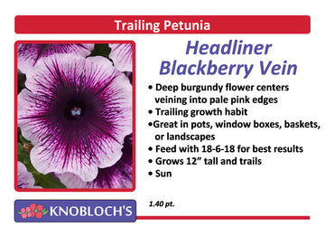 Petunia - Trailing Headliner Blackberry Vein