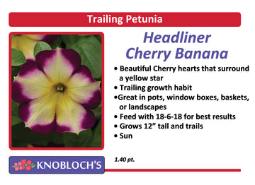 Petunia - Trailing Headliner Cherry Banana
