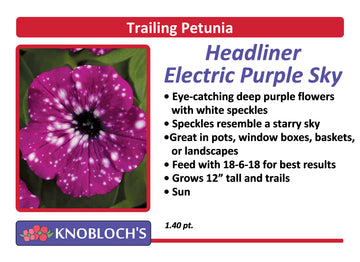 Petunia - Trailing Headliner Electric Purple Sky