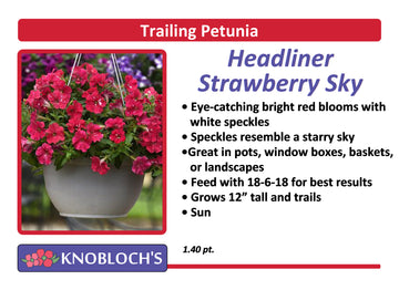 Petunia - Trailing Headliner Strawberry Sky