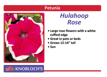 Petunia Traditional - Hulahoop Rose (3 pk)