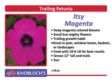Petunia - Trailing Itsy Magenta