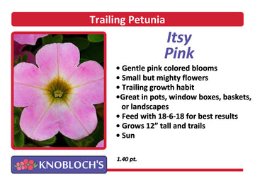 Petunia - Trailing Itsy Pink