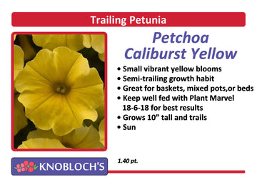 Petunia - Trailing Petchoa Caliburst Yellow