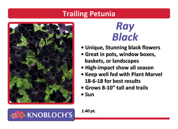 Petunia - Trailing Ray Black