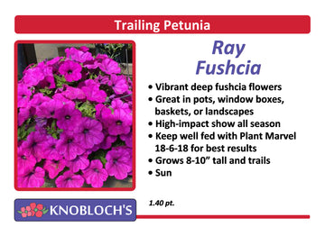 Petunia - Trailing Ray Fushcia