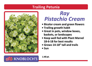 Petunia - Trailing Ray Pistachio Cream
