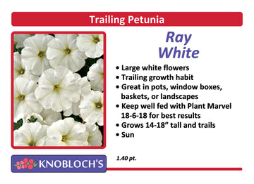 Petunia - Trailing Ray White