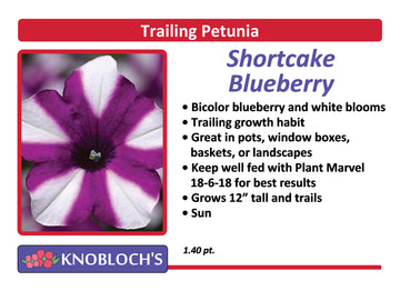 Petunia - Trailing Shortcake Blueberry