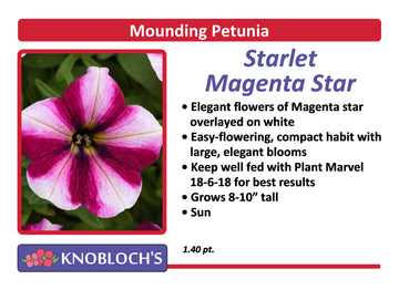 Petunia - Mounding Starlet Magenta Star