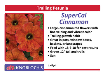 Petunia - Trailing SuperCal Cinnamon
