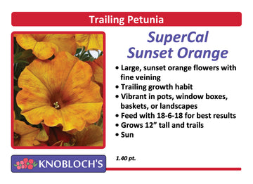 Petunia - Trailing SuperCal Sunset Orange