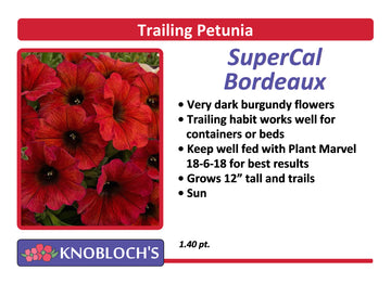 Petunia - Trailing SuperCal Bordeaux