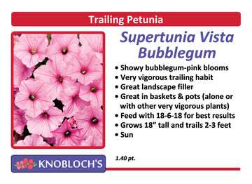 Petunia - Trailing Supertunia Vista Bubblegum