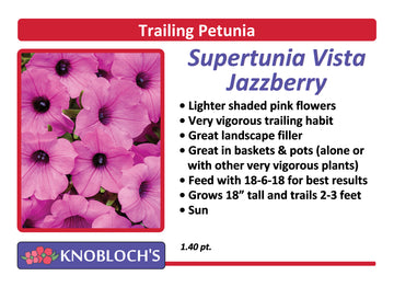 Petunia - Trailing Supertunia Vista Jazzberry